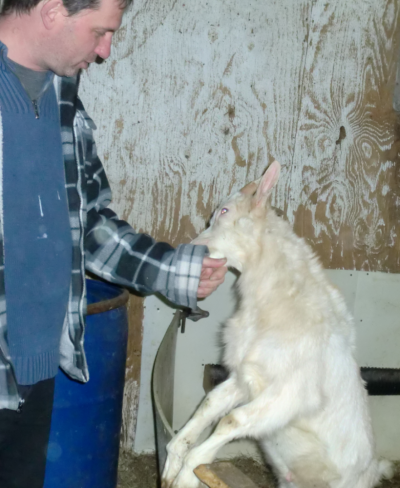 Chevre 04